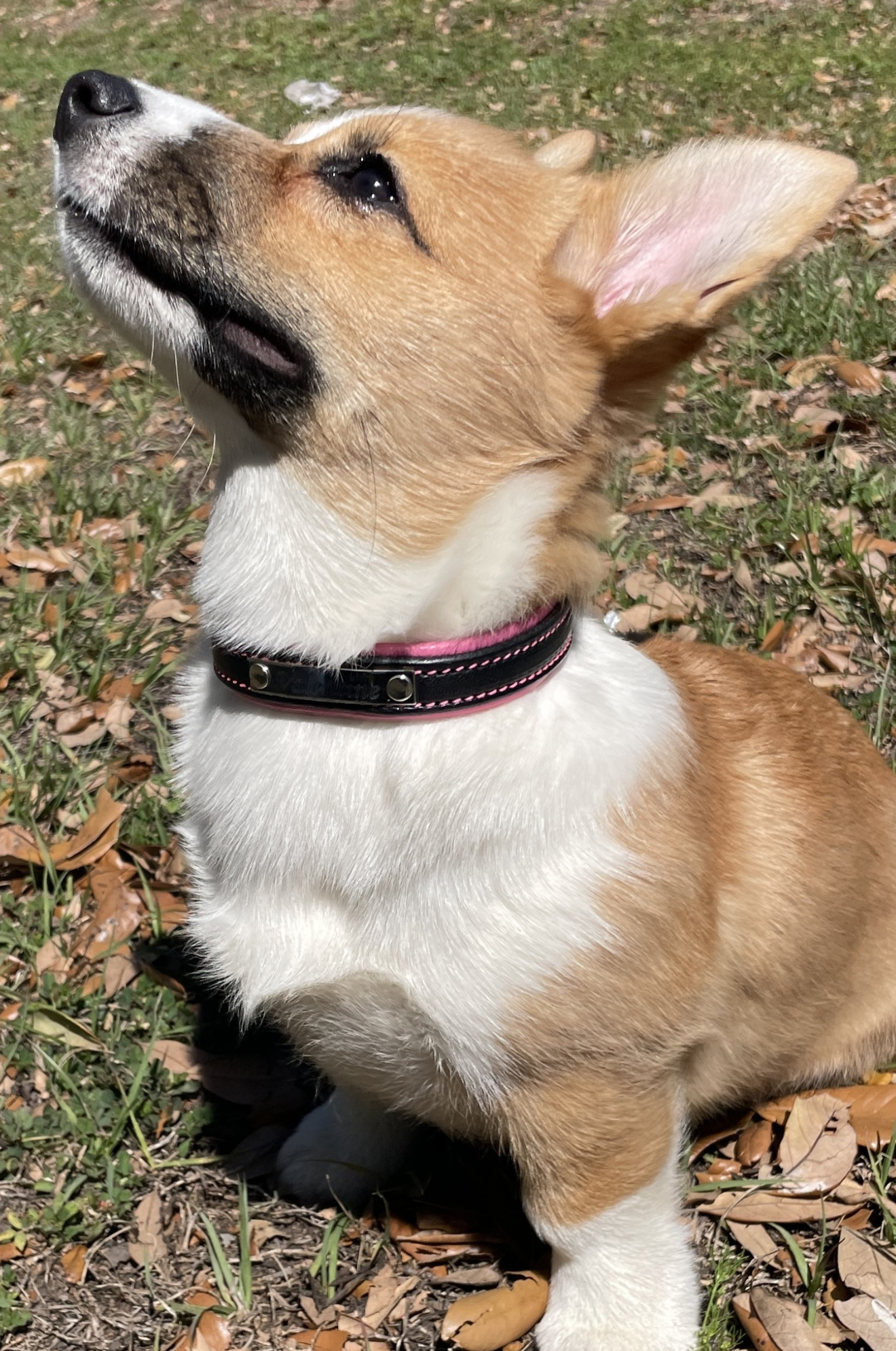 leather dog collar with padding, custom dog collar, brass hardware, chrome hardware