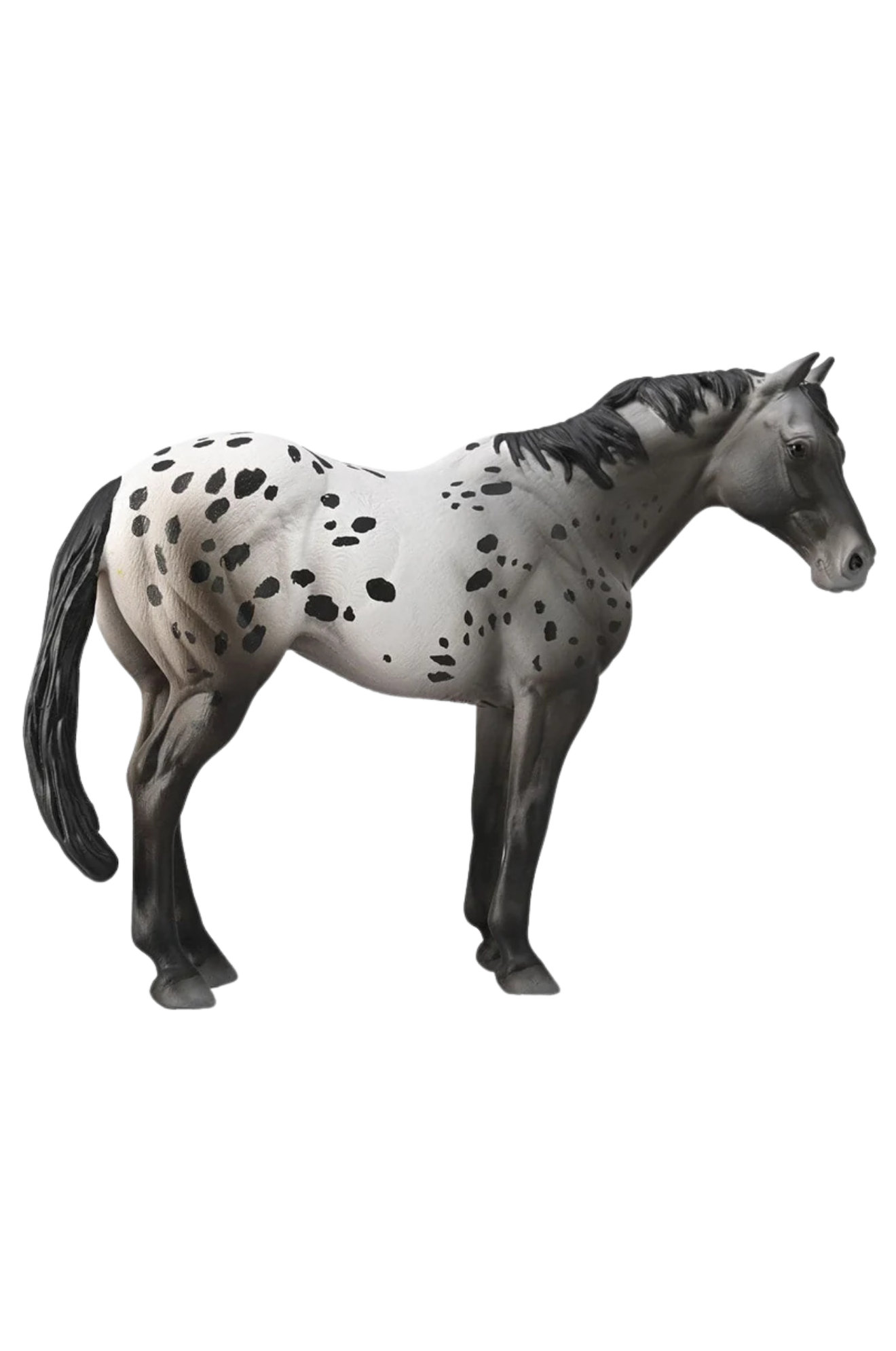 APPALOOSA BLUE ROAN