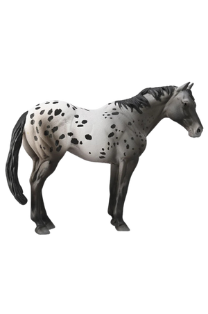 Appaloosa Blue Roan