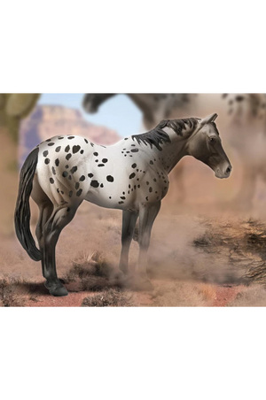 Appaloosa Blue Roan