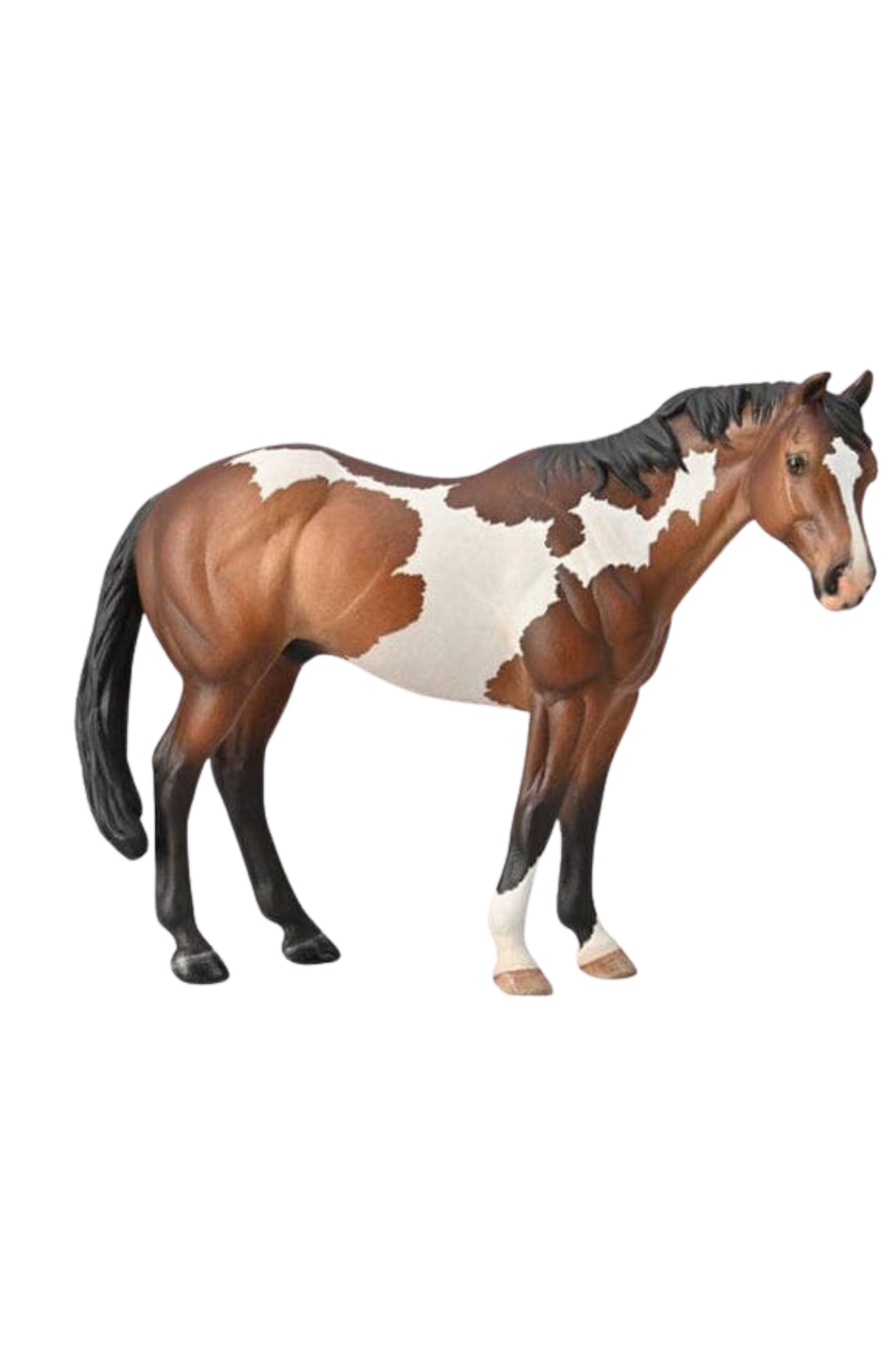 APPALOOSA STALLION BAY OVPAINT