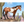 Appaloosa Stallion Bay Ovpaint