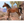 American Saddlebred Stallion