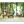 Palomino Saddlebred
