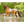 Red Dun Pintaloosa