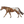 Chocolatey disc