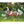 GYPSY VANNER