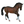 Bay Warmblood Stallion