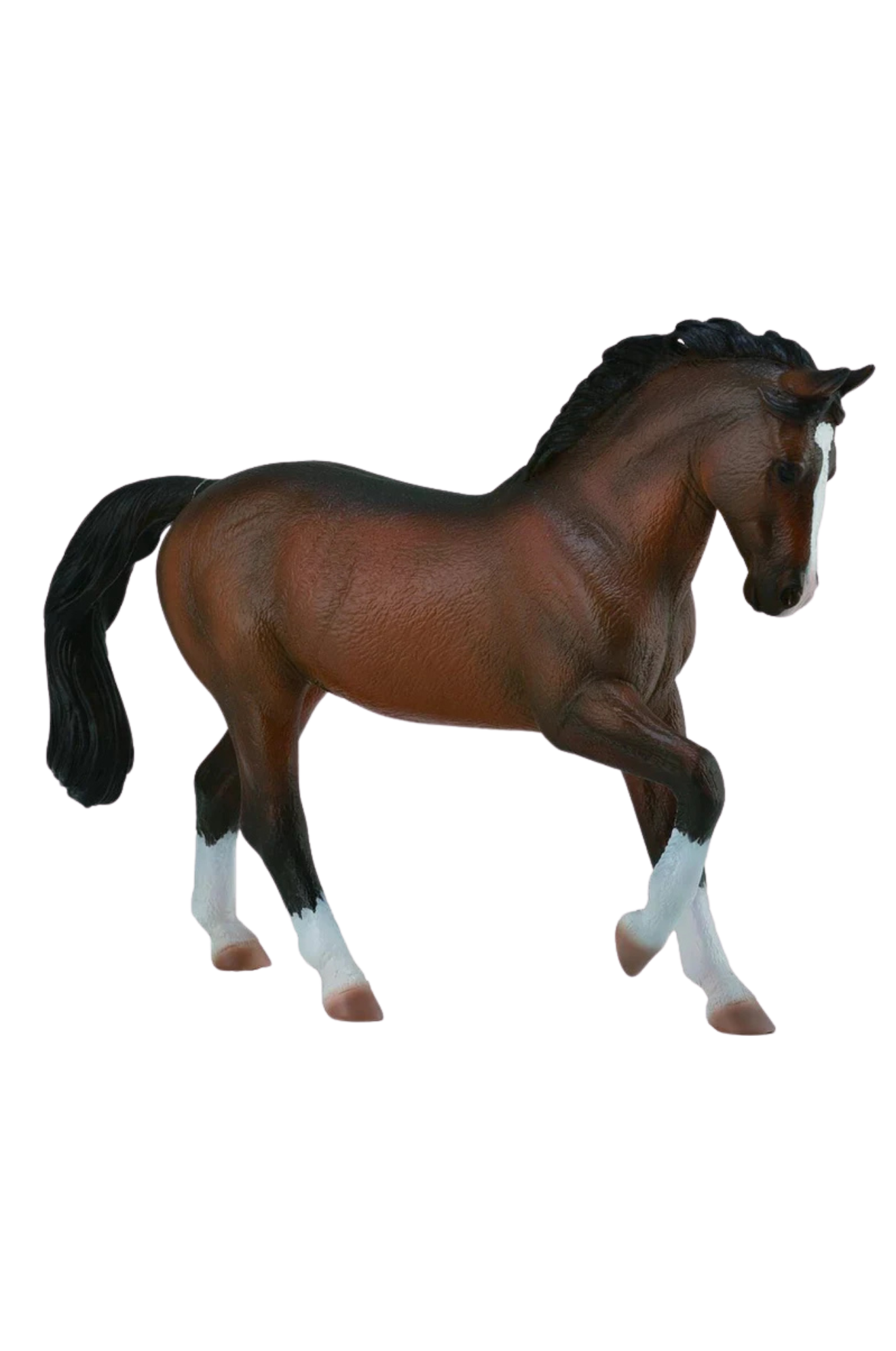 BAY WARMBLOOD STALLION