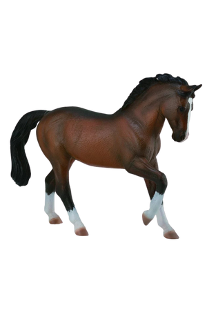 Bay Warmblood Stallion