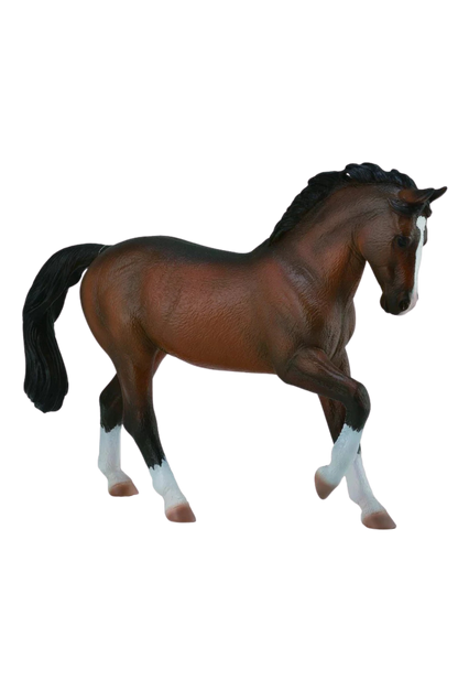 BAY WARMBLOOD STALLION