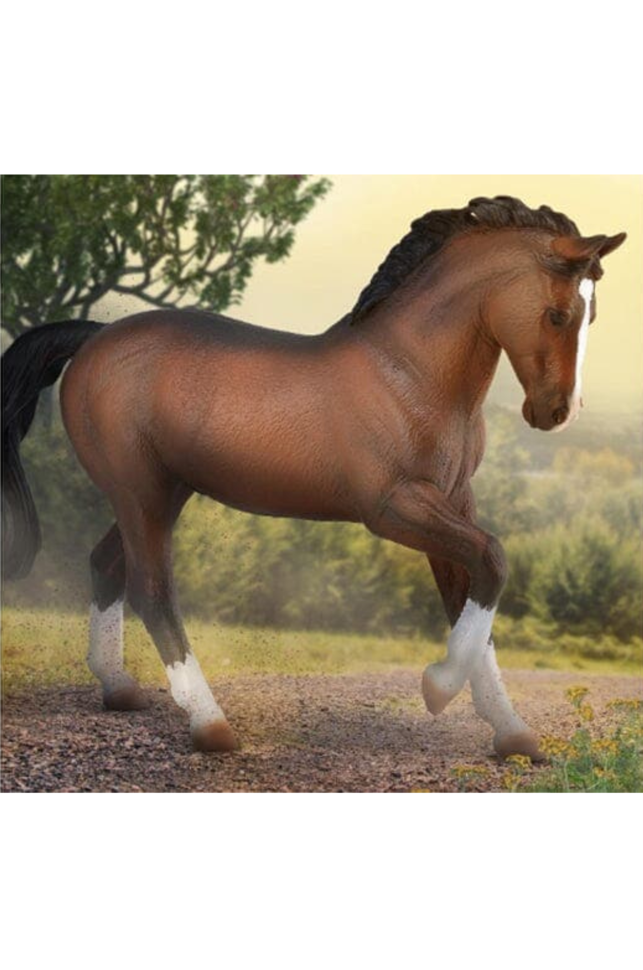 BAY WARMBLOOD STALLION