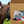 Box of horse tack and supplies with a horse in the background