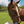 Brown horse with a bridle on a grassy field with trees and blue sky in the background