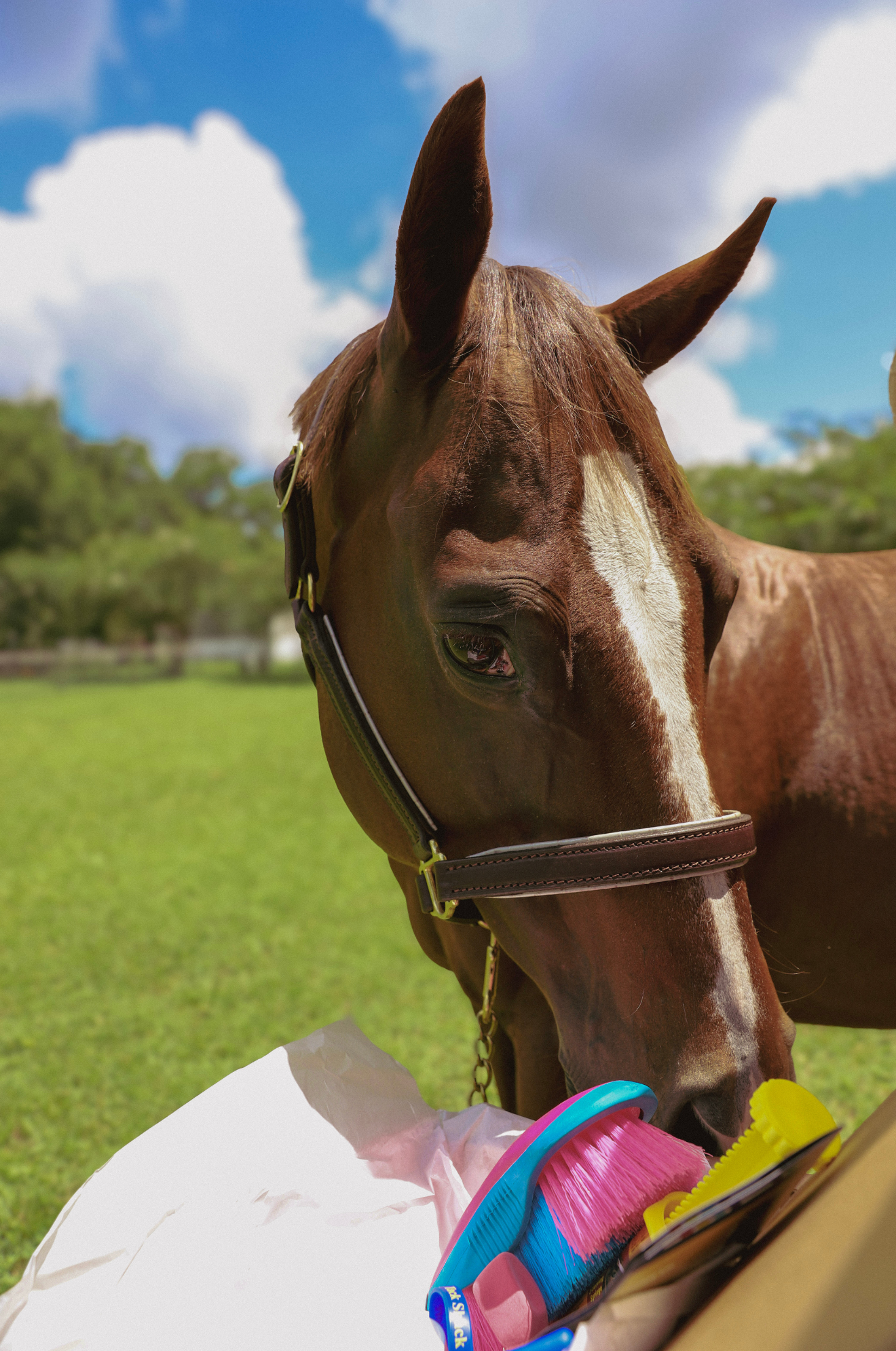 Brown horse with a bridle on a grassy field with trees and blue sky in the background