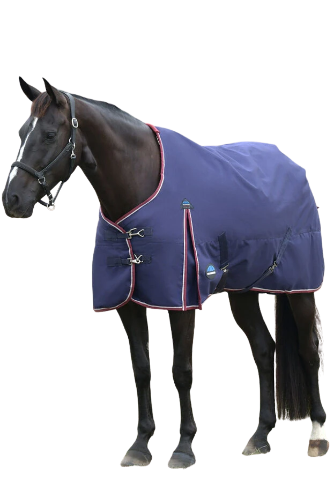 Horse wearing a blue blanket on a white background