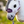 White horse wearing a purple bridle with 'LeMieux' branding, standing in a grassy field.