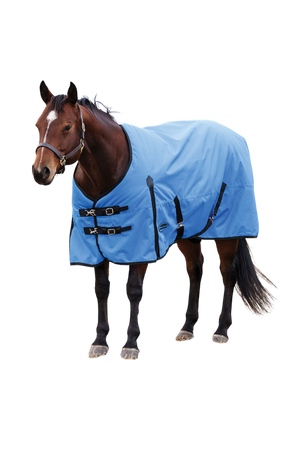 Horse wearing a blue rug on a white background