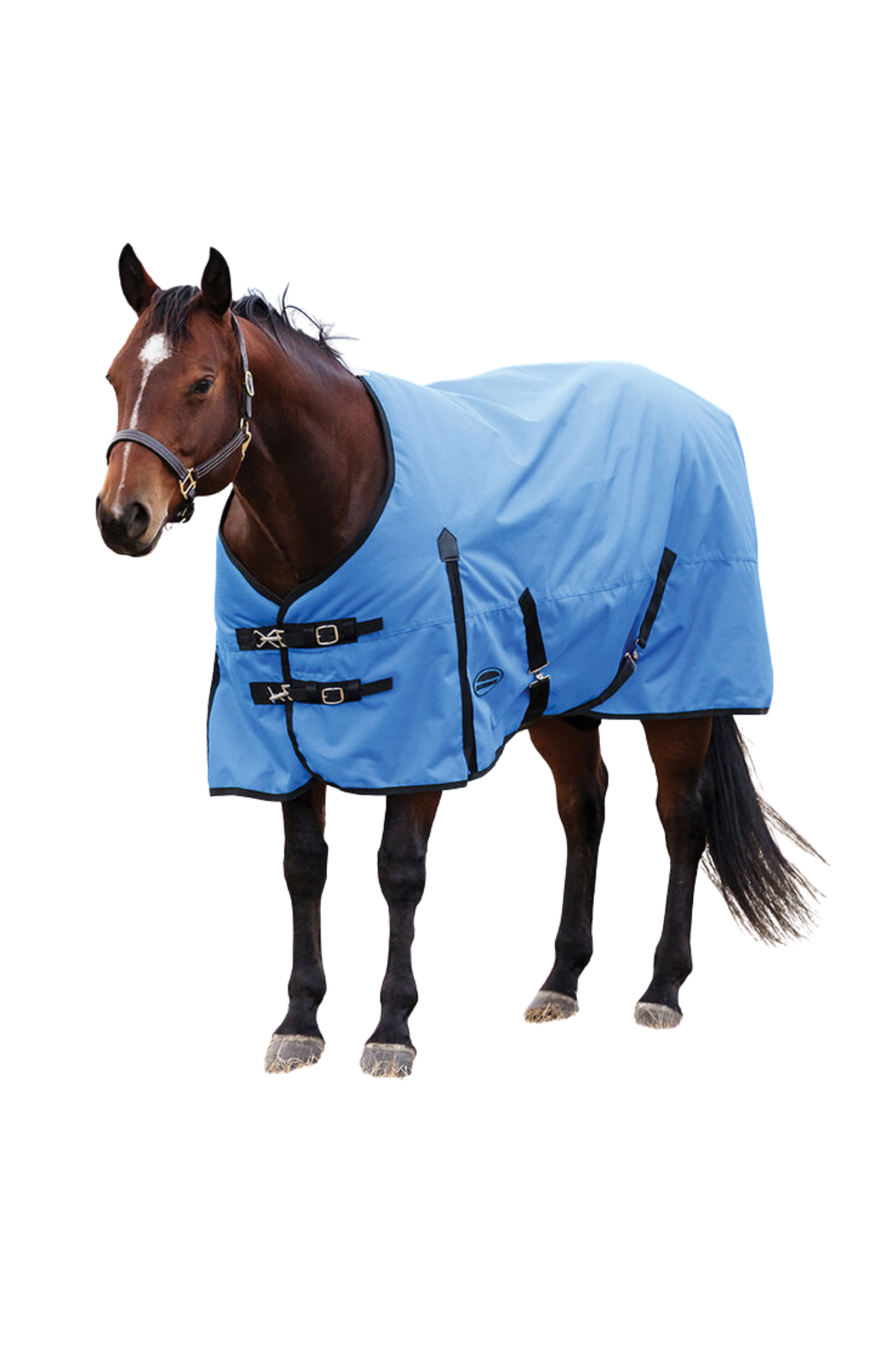Horse wearing a blue rug on a white background