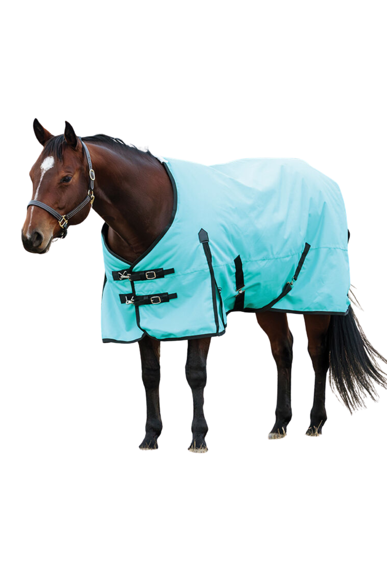 Horse wearing a light blue rug on a white background