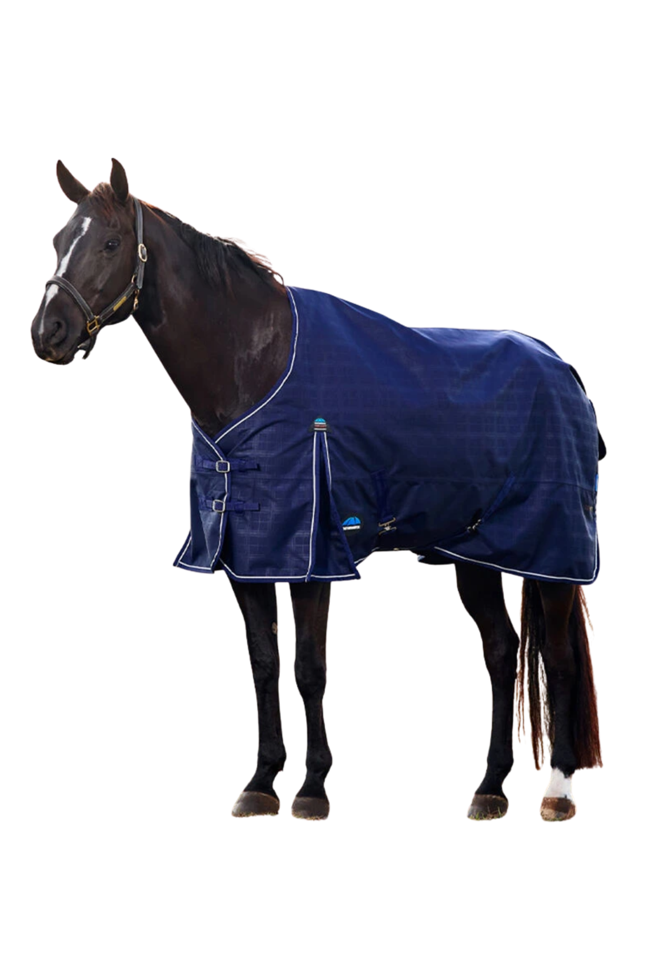 Horse wearing a blue blanket on a white background