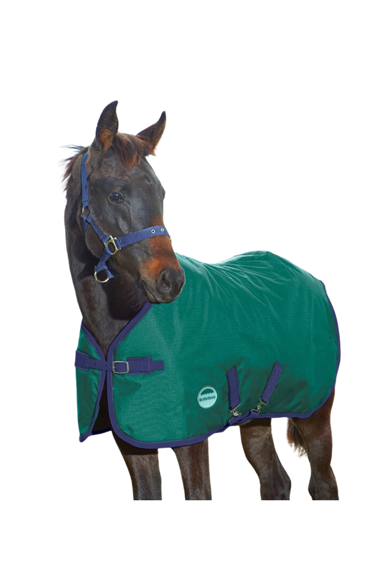 Horse wearing a green and purple blanket on a white background