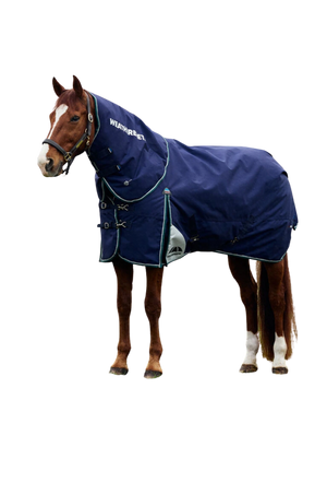 Horse wearing a blue rug on a white background