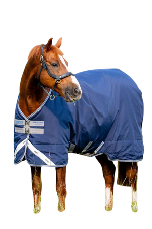 Horse wearing a blue fly sheet on a white background