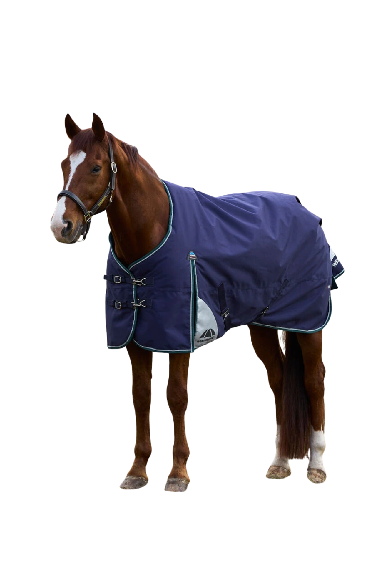 Horse wearing a blue blanket on a white background