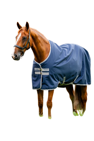 Horse wearing a blue blanket on a white background