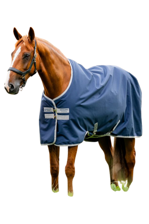 Horse wearing a blue rug on a white background