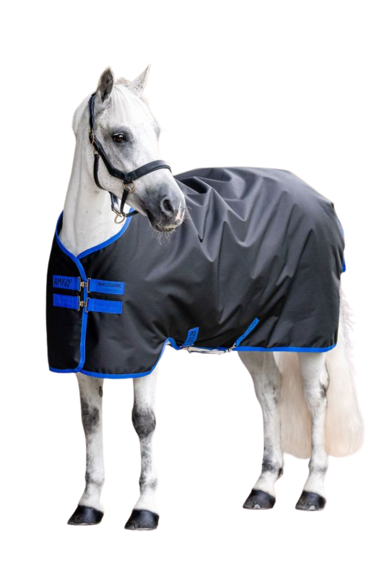 White horse wearing a gray and blue protective blanket on a white background
