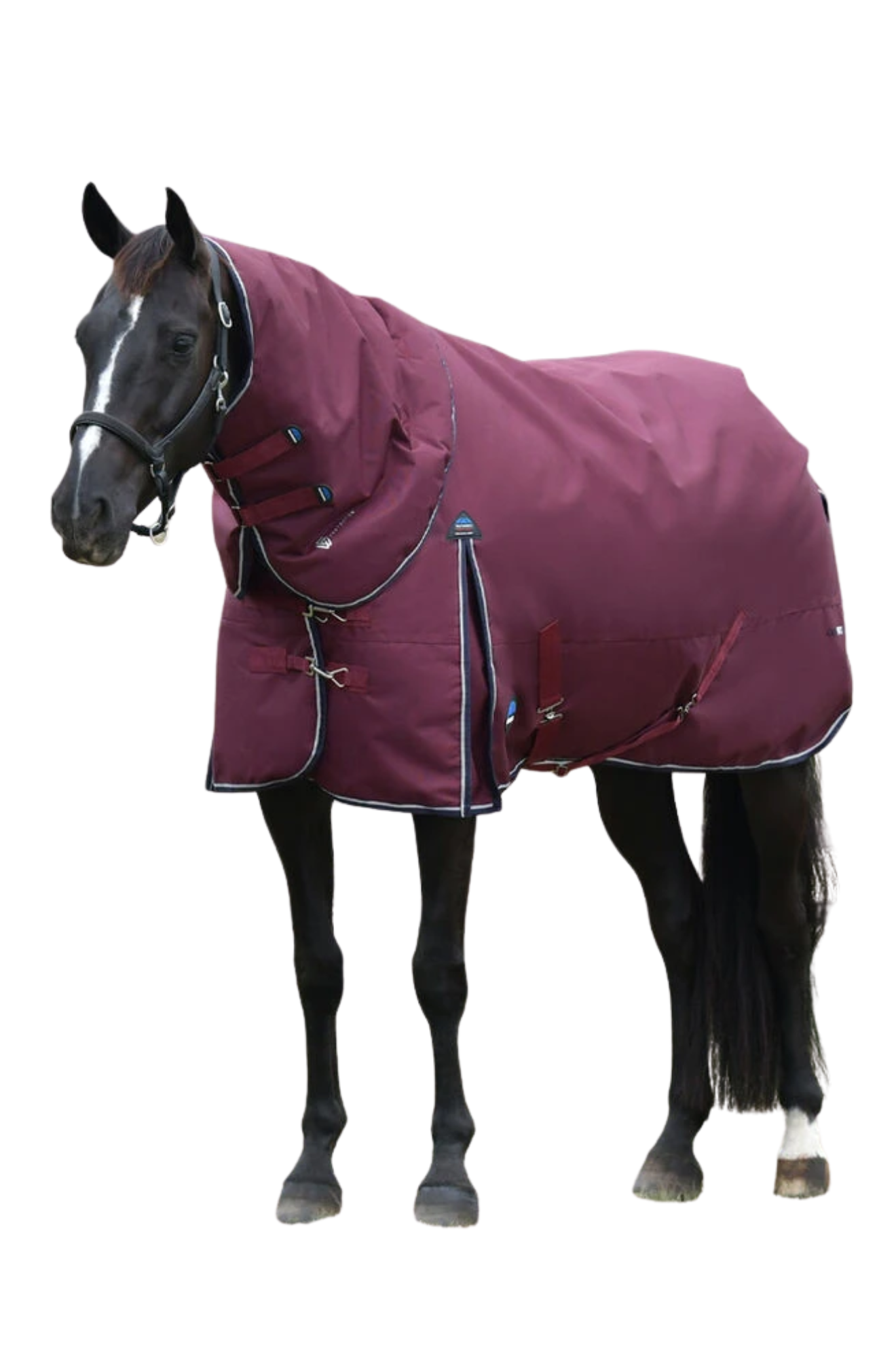 Horse wearing a purple blanket on a white background