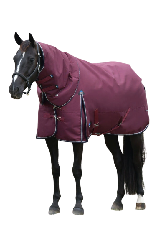 Horse wearing a purple blanket on a white background