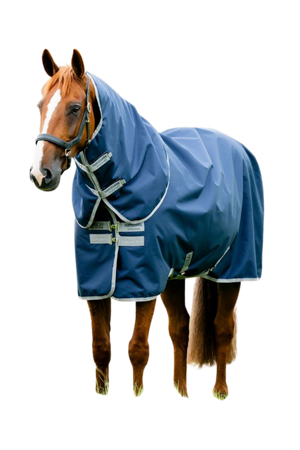 Horse wearing a blue rug with a white background