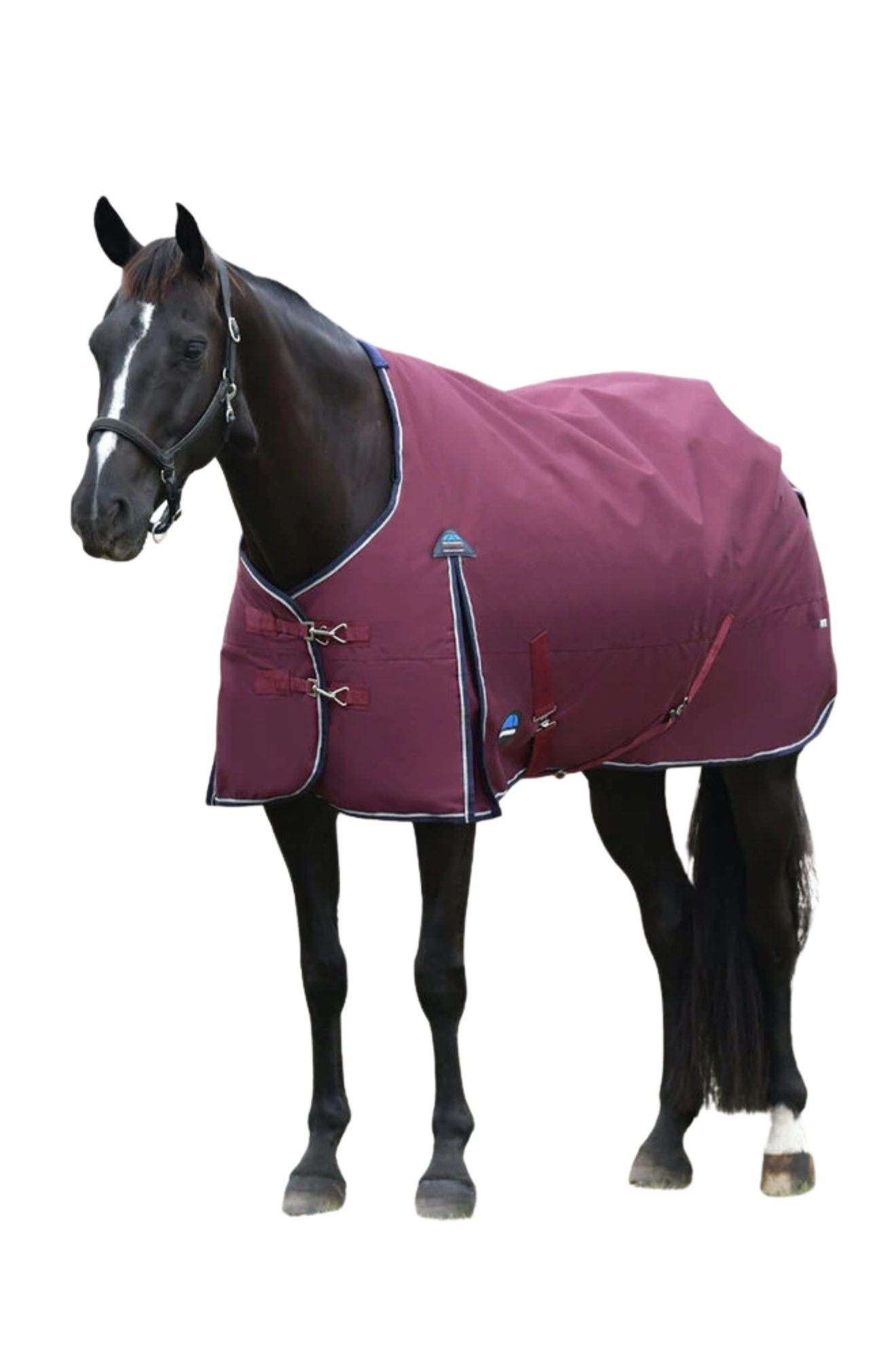 Horse wearing a purple blanket on a white background