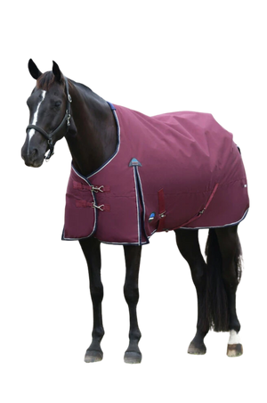 Horse wearing a purple blanket on a white background
