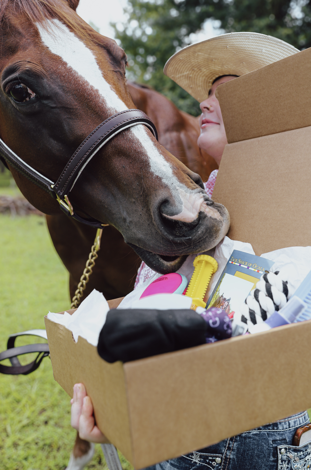 Person holding a box with a horse sniffing the contents outdoors